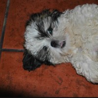 shih tzu cachorro